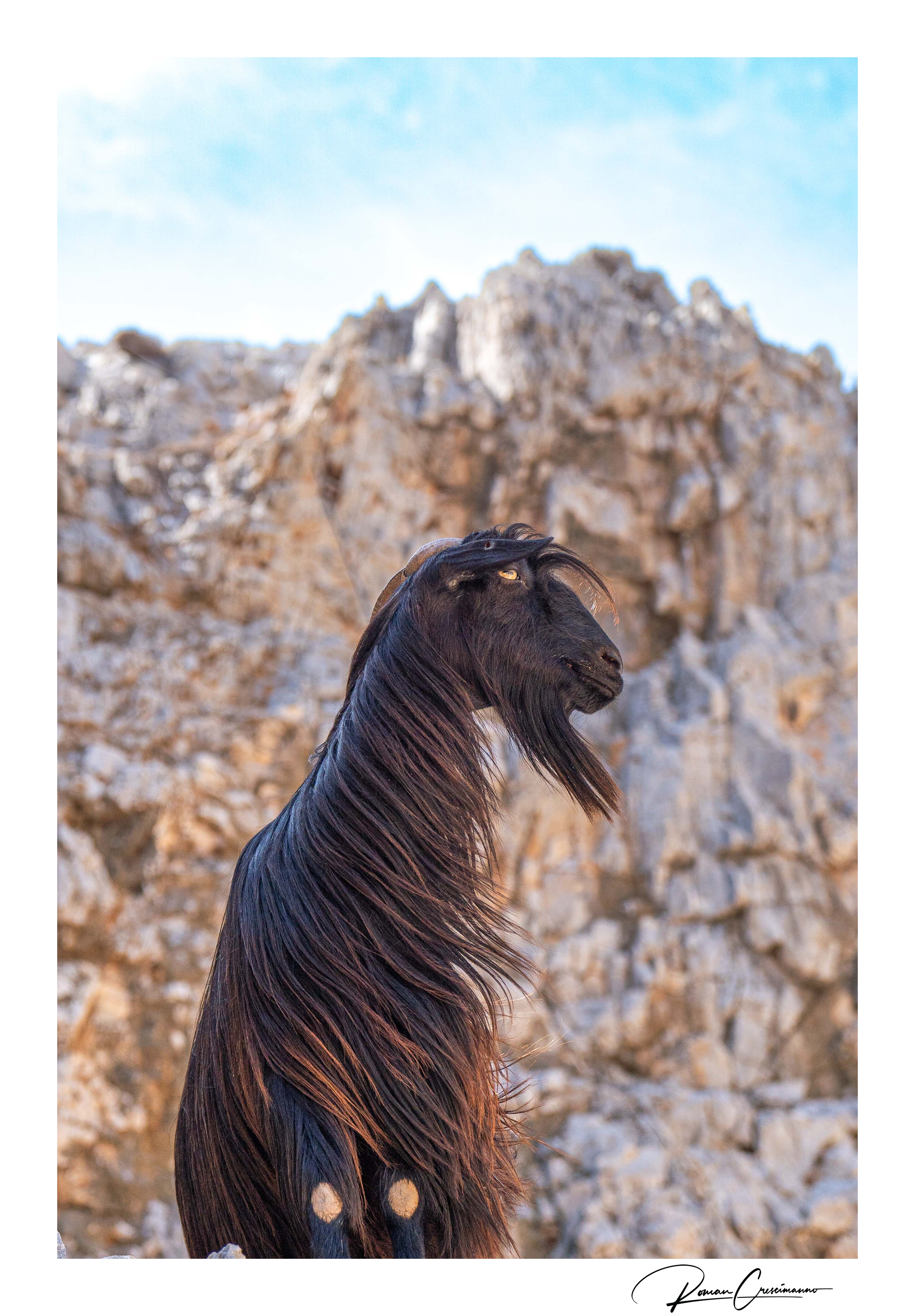 Photograph of goat signed