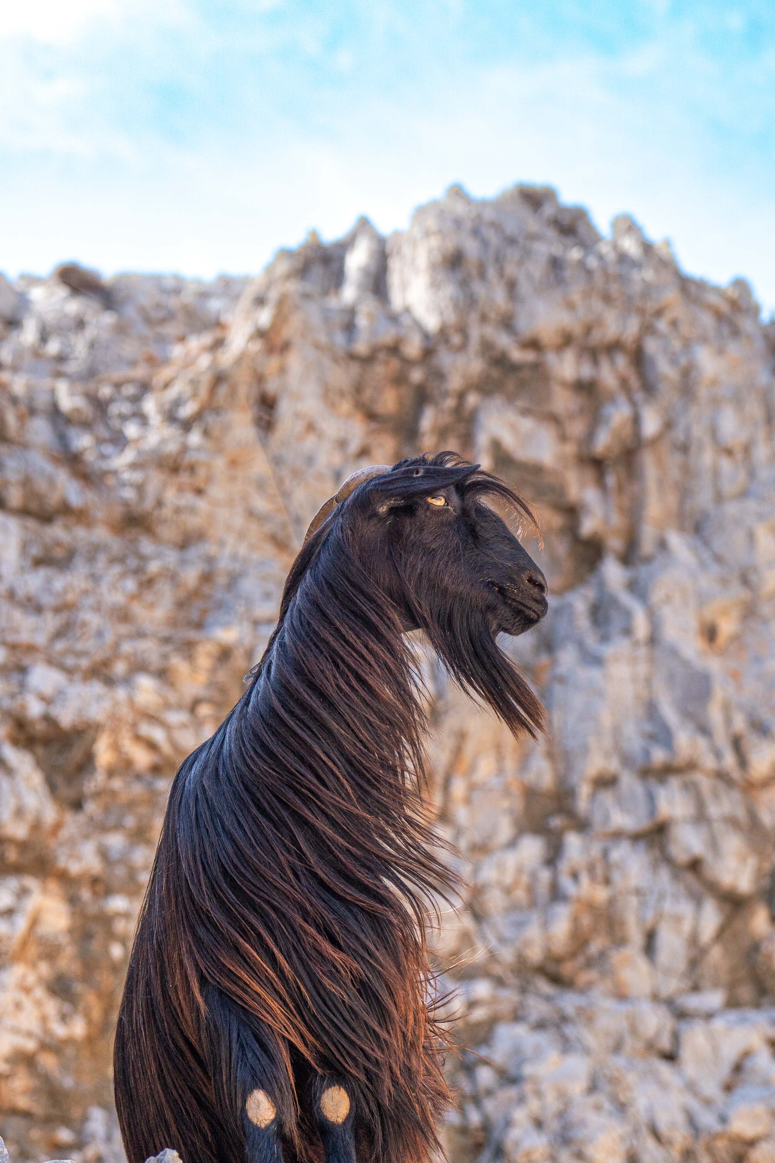 Seitan Limania Beach, Seitan Limania Goat, Photography, Goat,