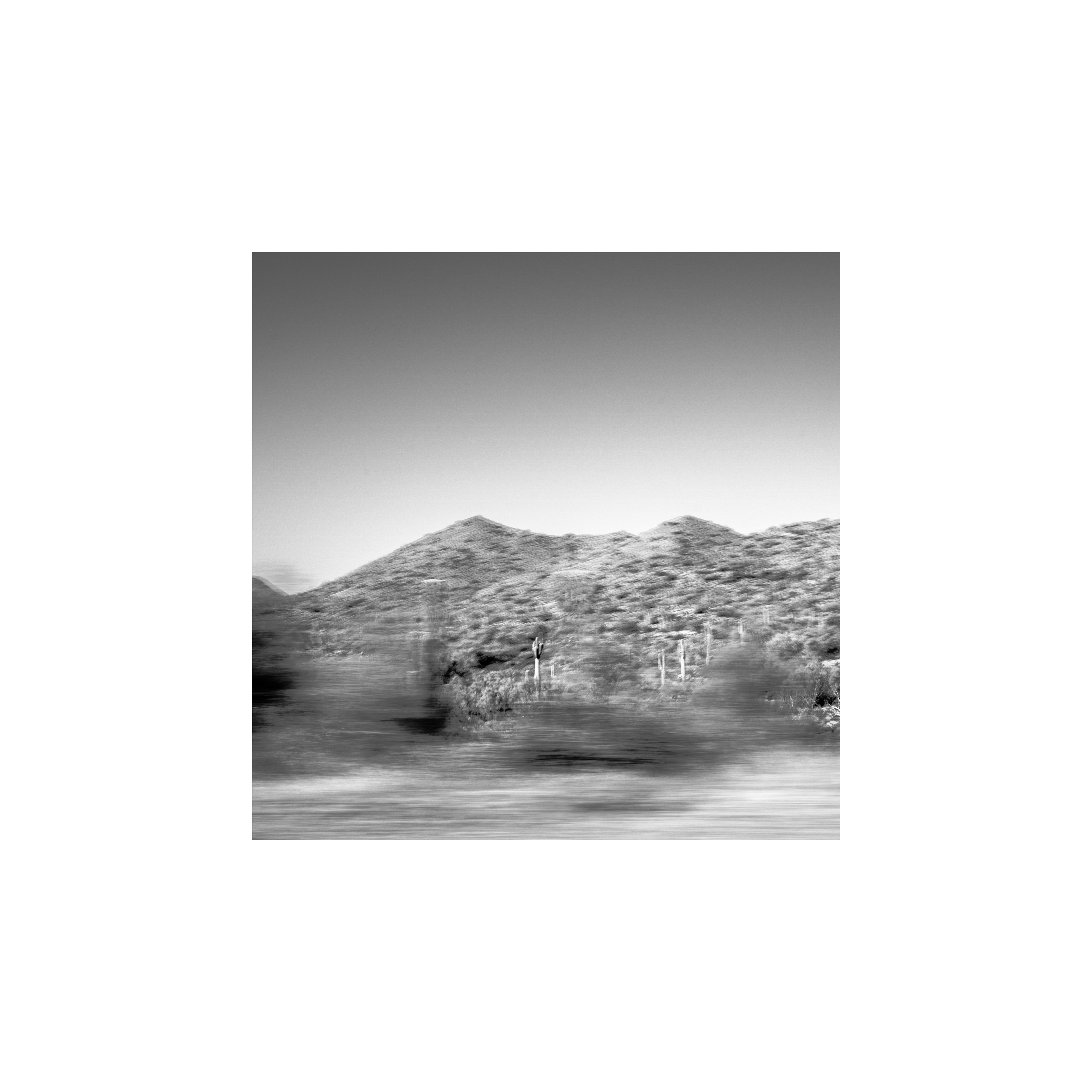Saguaro Solitude black and white photograph western print