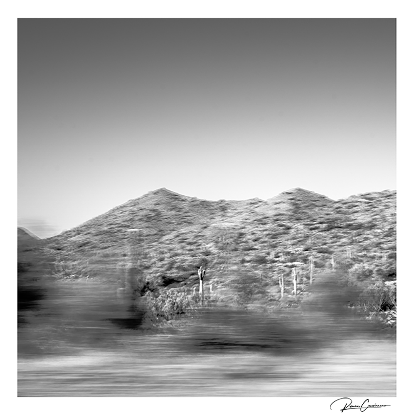 Saguaro Solitude black and white photograph print signed